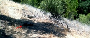 One has to be pretty dreamy to jump over that log to go off course and then come back to the intersection and turn right...